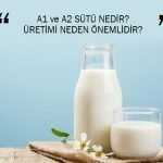 A1 ve A2 SÜTÜ NEDİR? ÜRETİMİ NEDEN ÖNEMLİDİR?