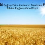 Buğday Ekim Alanlarının Daralması Tehlike Eşiğinin Altına Düştü