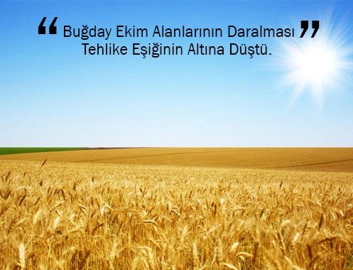 Buğday Ekim Alanlarının Daralması Tehlike Eşiğinin Altına Düştü