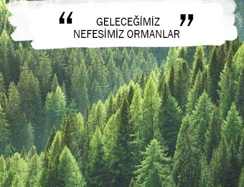 GELECEĞİMİZ NEFESİMİZ ORMANLAR