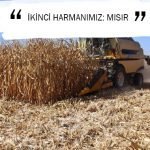 İKİNCİ HARMANIMIZ: MISIR