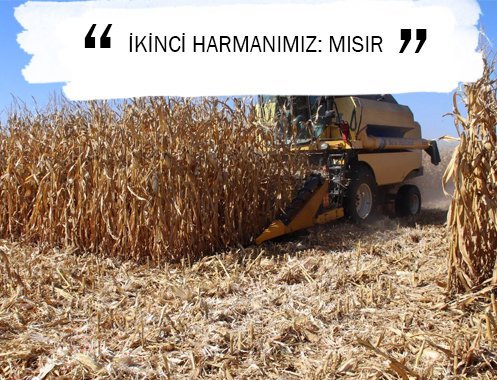 İKİNCİ HARMANIMIZ: MISIR