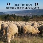 KOYUN TÜRK’ÜN YÜRÜYEN ERZAK DEPOSUDUR!