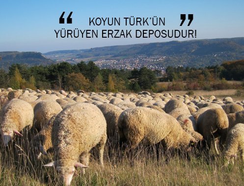 KOYUN TÜRK’ÜN YÜRÜYEN ERZAK DEPOSUDUR!