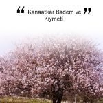 Kanaatkâr Badem ve Kıymeti