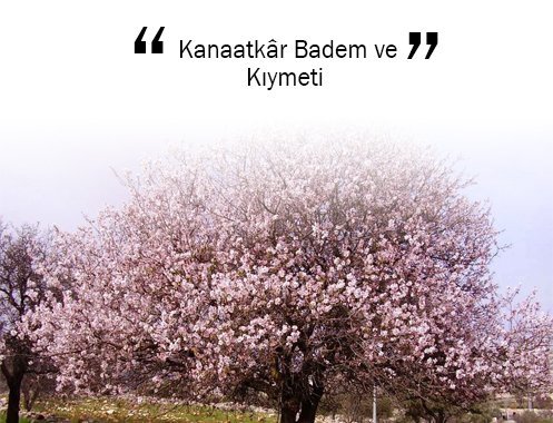 Kanaatkâr Badem ve Kıymeti
