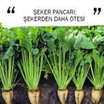 ŞEKER PANCARI; ŞEKERDEN DAHA ÖTESİ