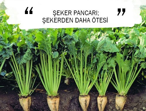 ŞEKER PANCARI; ŞEKERDEN DAHA ÖTESİ