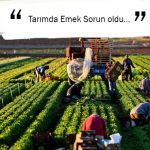 Tarımda Emek Sorun oldu…