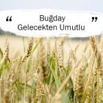 Buğday Gelecekten Umutlu