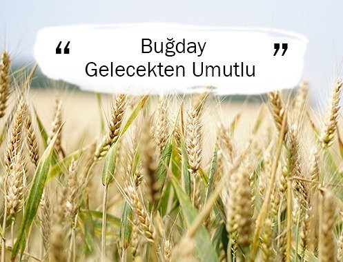 Buğday Gelecekten Umutlu