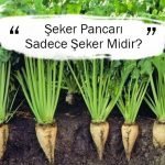 Şeker Pancarı Sadece Şeker Midir?