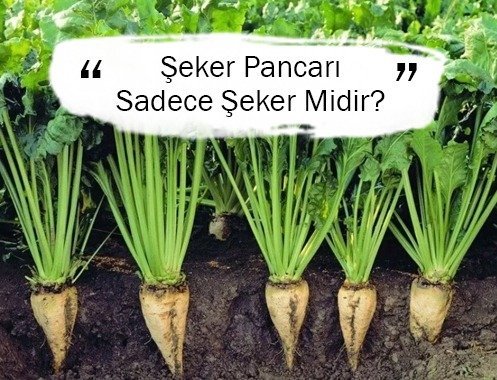 Şeker Pancarı Sadece Şeker Midir?