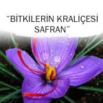 Bitkilerin Kraliçesi “SAFRAN”