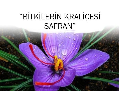 Bitkilerin Kraliçesi “SAFRAN”