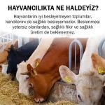 HAYVANCILIKTA NE HALDEYİZ?