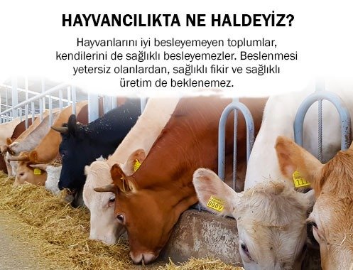 HAYVANCILIKTA NE HALDEYİZ?
