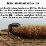 İKİNCİ HARMANIMIZ: MISIR