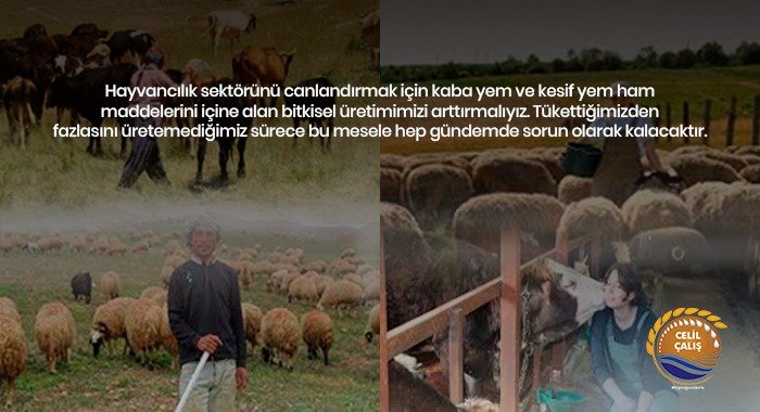HAYVANCILIĞIN EN ÖNEMLİ SORUNU YEM DEĞİL ÇOBAN OLDU