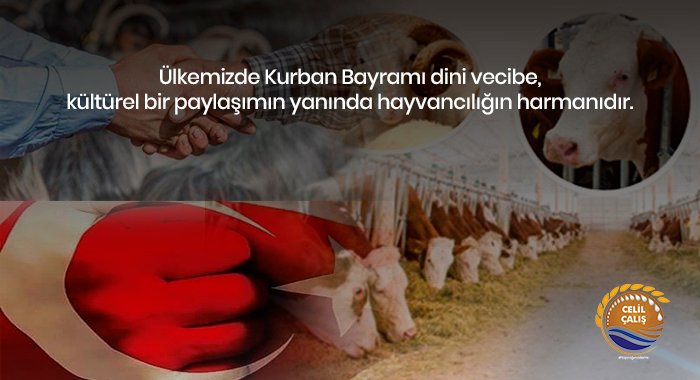 KURBAN AREFESİNDE HAYVANCILIK ZORDA