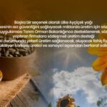 GÜNE BAKIYORUZ, AYÇİÇEĞİ ALARM VERİYOR!