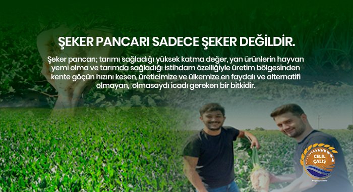 ŞEKER PANCARI SADECE ŞEKER DEĞİLDİR.